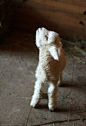 Little Lamb | Cutest Paw