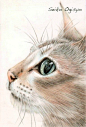 猫之表情，彩色铅笔画。丨来自画家Seiko ogisy。