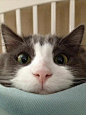 三峰:#猫猫# - 畅享季美图精选分享网