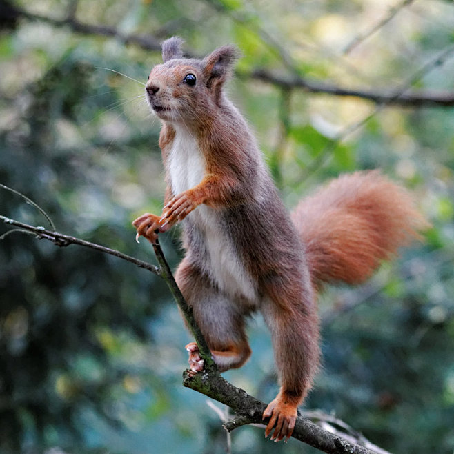 Standing Squirrel by...