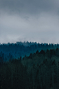 Gray treelines photo by Filip Zrnzević (@filipz) on Unsplash : Download this photo in Vrnjacka Banja, Serbia by Filip Zrnzević (@filipz)