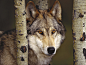 wolves64 Wolves