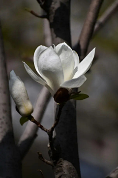 莎莎妮采集到花