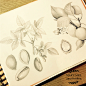开心果 小白杏素描插画