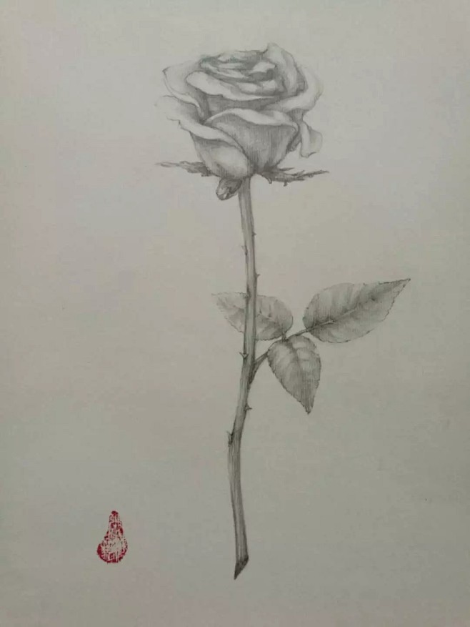 玫瑰素描