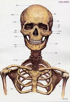 素描必看-人物头骨肌肉与素描头像关系讲解
