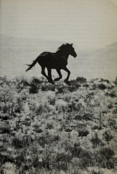 离设计不远采集到Horse