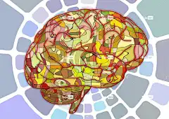 脑 生物学 抽象的 大脑 科学 解剖学 灰质 大脑 大脑 大脑