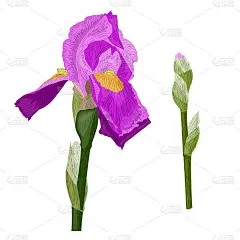 矢量图像的鸢尾花与绿色茎和未吹芽。孤立在白色背景上。织物设计的元素。壁纸,打印。