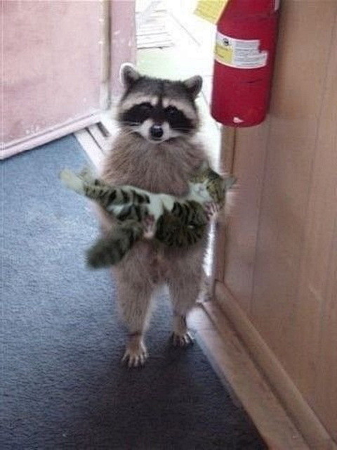 lose a cat?