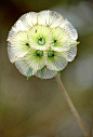 Star Scabiosa by Roger Bourne | Cool Places: 