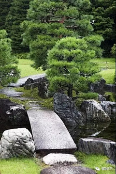 三埋两踩一提苗采集到庭院水景