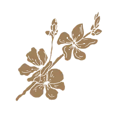 手绘樱花免扣元素墨水钢笔花卉插画典雅装饰包装素材设计图形