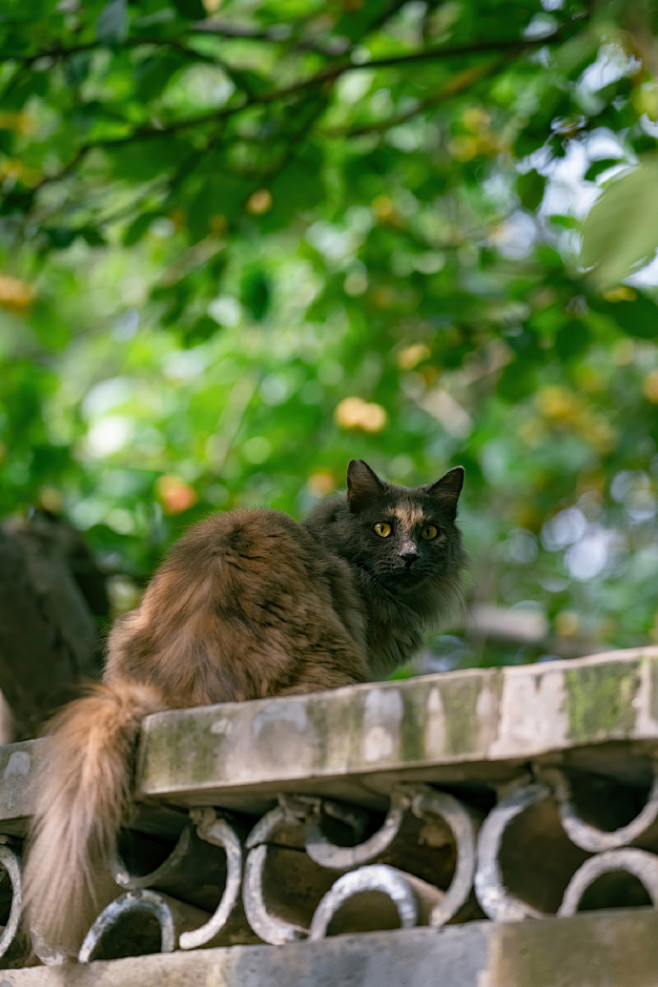 北京初秋的长毛大猫，颜值颇高！ ​​​​