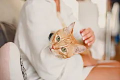 点击来源直接获取大图文件 |美丽的橙色猫在主人的怀抱中