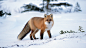 A red fox stares straight into the camera lens.