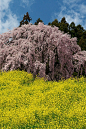 盛开的樱花树，二本松市，福岛县，日本