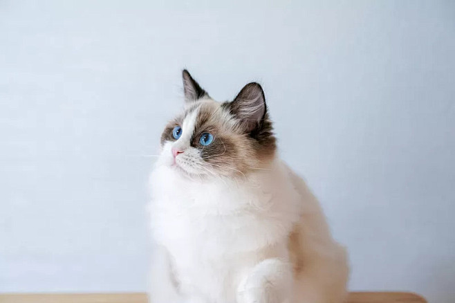 布偶猫,可爱的,宠物,侧面,人工饲养动物.