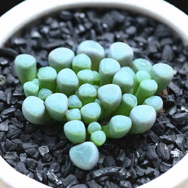 五十铃玉 韩国进口多肉植物盆栽花卉肉肉植...
