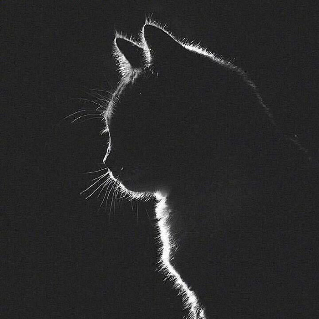 我微信头像，特别有魅力的猫咪剪影