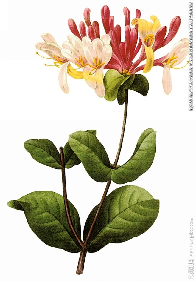 手绘植物花卉