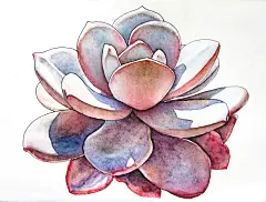 水彩手绘多肉芙蓉雪莲-潋滟飘絮_水彩,手绘,插画,多肉_涂鸦王国插画