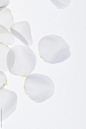 Closeup rose petals on white background by Kristin Duvall for Stocksy United