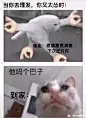 取自meme，用之meme_meme图吧_百度贴吧图片_meme（梗图）图片素材-花瓣网