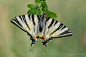 Iphiclides podalirius by Mantide on deviantART