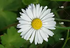 自然 花卉背景 花壁纸 植物 美丽的花朵 花 春天 黛西 花园