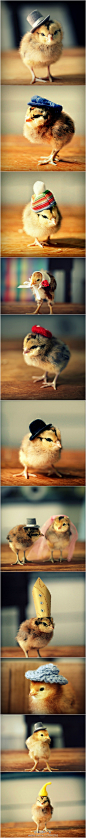 [] 非创意不广告「戴帽小鸡」艺术家Julie Persons给自己养的宠物小鸡设计了各式各样的小帽子，现在这些款式迥异的帽子系列已经累积了很多，她也为自己的手工小物开设了店铺。萌物哇！来自:新浪微博