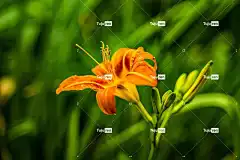 叶子 高清壁纸 美丽的壁纸 墙纸 优质的 背景 花的 画画