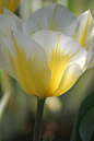 ~~Soft Glow ~ Tulip By Living Color ... 生活的色彩柔和的辉光~郁金香
