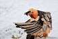 胡兀鹫 
Bearded vulture (Gypaetus barbatus) captive by Phil Davson on 500px