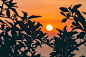 Silhouette branch and leaves in the foreground with an orange sunrise-or-sunset in the background in the Lima Region