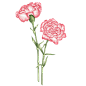 手绘水彩粉色康乃馨植物花卉元素