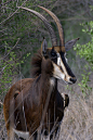 Africa | Sable antelope.  Kruger National Park.  South Africa- Endangered