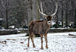 白唇鹿 Thorold’s deer_物种介绍_动物世界_一起分享奇妙的动物世界