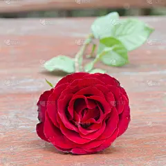 情人节,红色,玫瑰,美,贺卡,褐色,蝴蝶结,古老的,盒子,泰国