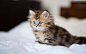 Кошки Маленькие: 3 тыс изображений найдено в Яндекс Картинках