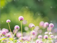 在自然背景上特写蛾粉花，粉花背景。