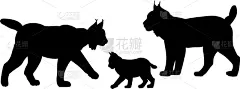 家庭,动物,猫,山猫,野生动物,模板,哺乳纲,品牌名称,爱