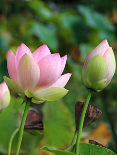 夕颜---------------采集到花