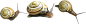 蜗牛PNG