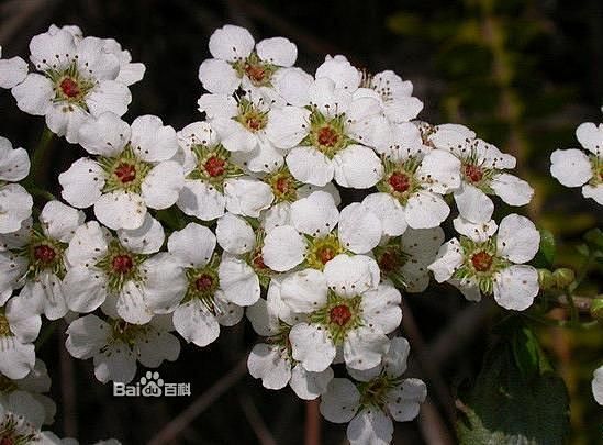 笑靥(yè )花为蔷薇科绣线菊属灌木，枝条蔓而柔软，纤长伸展，弯曲成拱形，繁花点点，眼目清凉，衬上绿叶翠枝，赏心悦目。晚春翠叶、白花，繁密似雪 ...