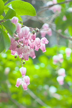 一朝君王采集到花卉构图