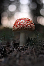 bokeh photography of red mushroom photo – Free Fungus Image on Unsplash
