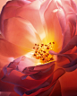 Photo by Lancôme Official on July 01, 2024. May be a closeup of rose.