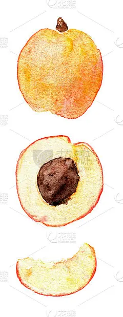 杏是多汁鲜亮的水果。这是一幅手绘水彩画，画的是一组杏水果，用一个石头和整个，孤立在白色的背景上。壁纸