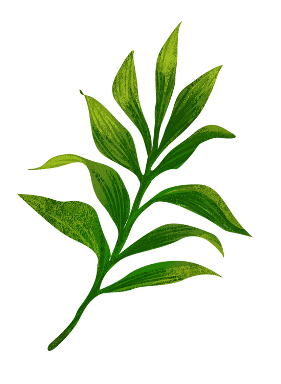 @冒险家的旅程か★
png植物 绿叶pn...